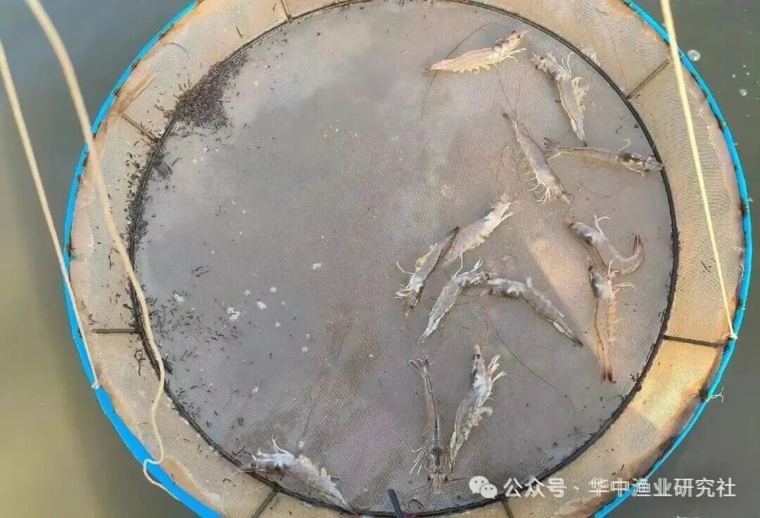 1768877773451713.jpg 4.jpg