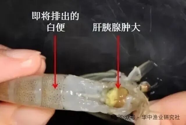 1768877800426827.jpg 5.jpg