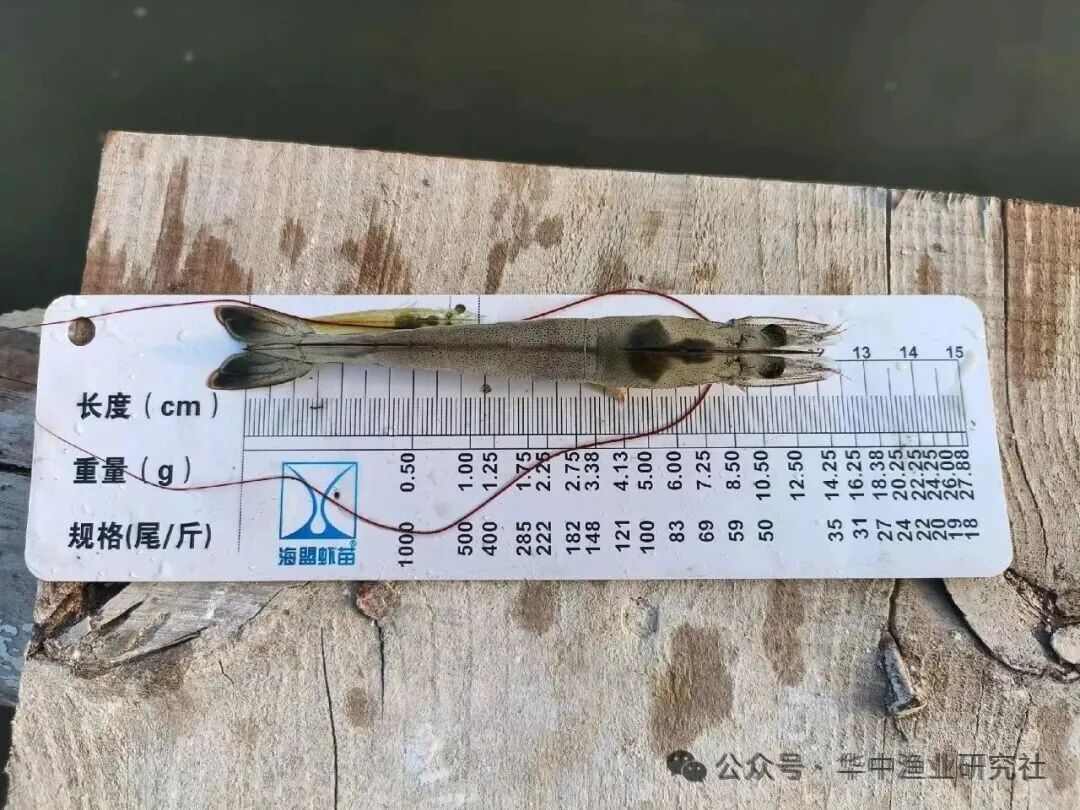 1768877855461000.jpg 7.jpg