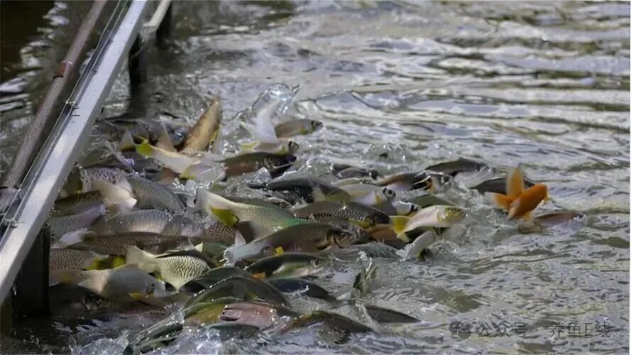 1769391950920390.jpg 4.jpg