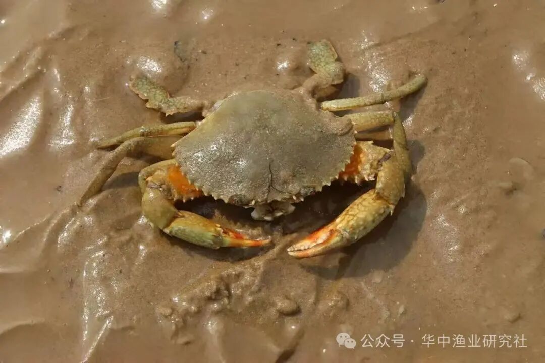 1769570684396422.jpg 1.jpg