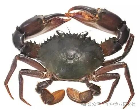 1769570795491501.jpg 3.jpg