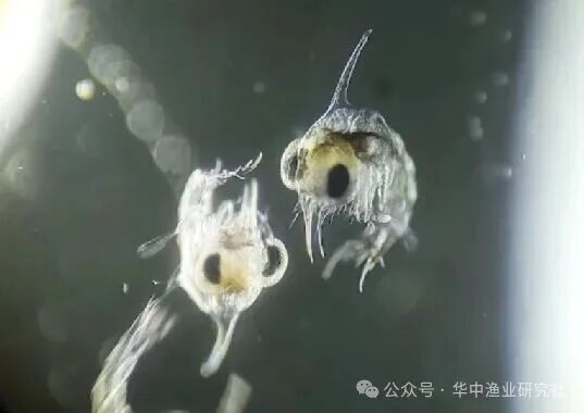 1769570885565364.jpg 5.jpg