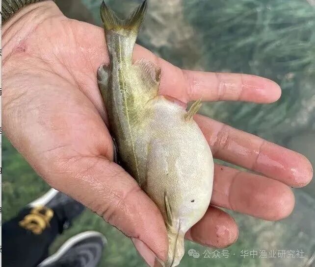 1775805020353046.jpg 微信图片_2026-04-10_150936_113.jpg