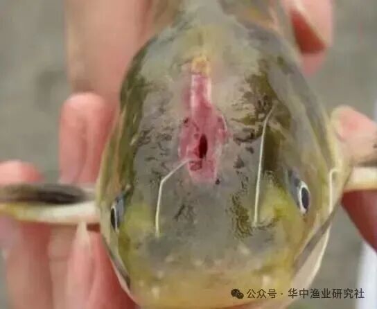 1775805036476830.jpg 微信图片_2026-04-10_150943_513.jpg