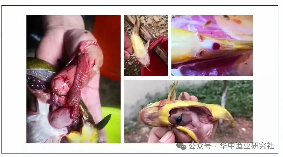 1775805073911494.jpg 微信图片_2026-04-10_150955_339.jpg