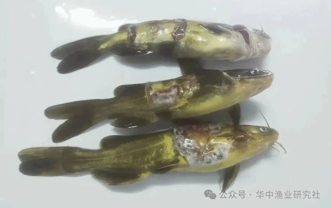 1775805101939574.jpg 微信图片_2026-04-10_151002_823.jpg